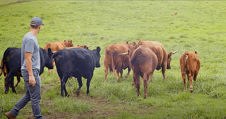 Grass-Fed, Grass-Finished Beef