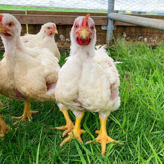 chickenfeet